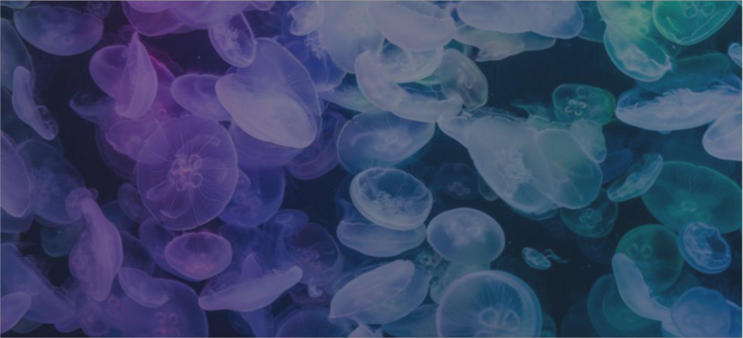 Рекордное нашествие медуз ожидается в Израиле в ближайшие дни. Что делать, если вас ужалила медуза?