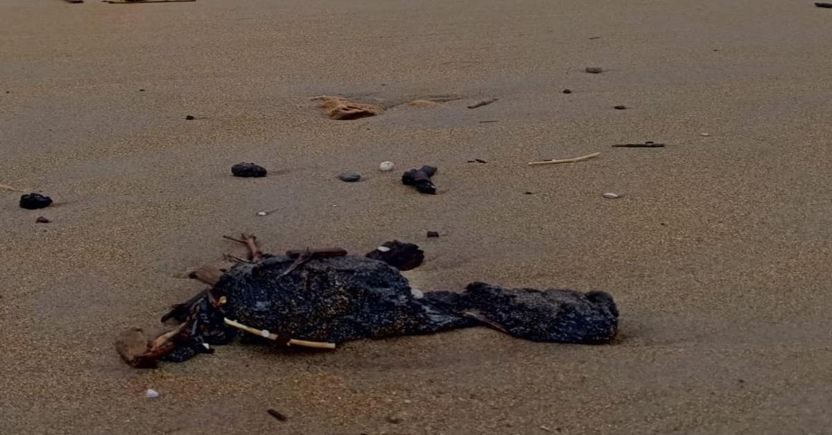 «Если продолжать убирать мазут тяпками, то этот процесс не завершится никогда» - Вадим Манов