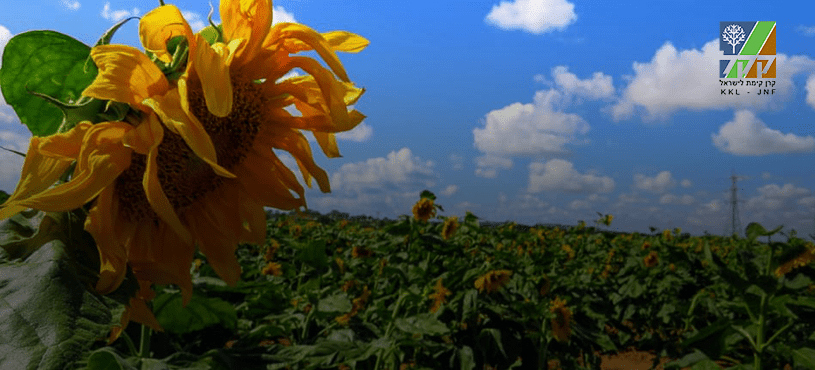 Еврейский Национальный Фонд назвал победителей фотоконкурса среди слушателей Лучшего радио! null