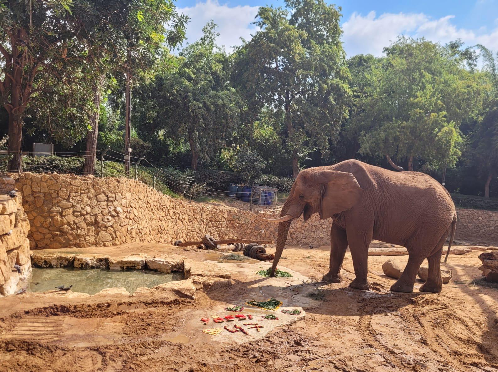 Слону Йоси в Сафари-парке Рамат-Гана исполнилось 47. Поздравляем!