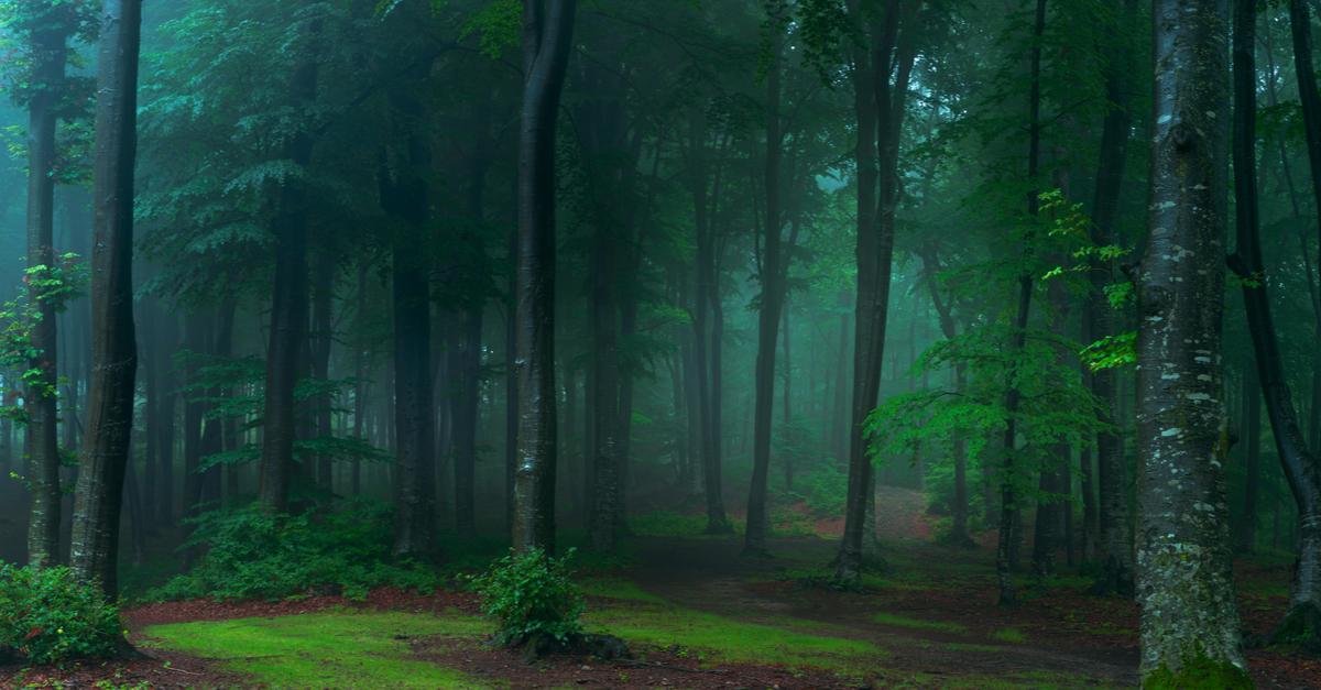 Почему эвкалиптовый лес в мошаве Орот называют «Лесом чертей»?