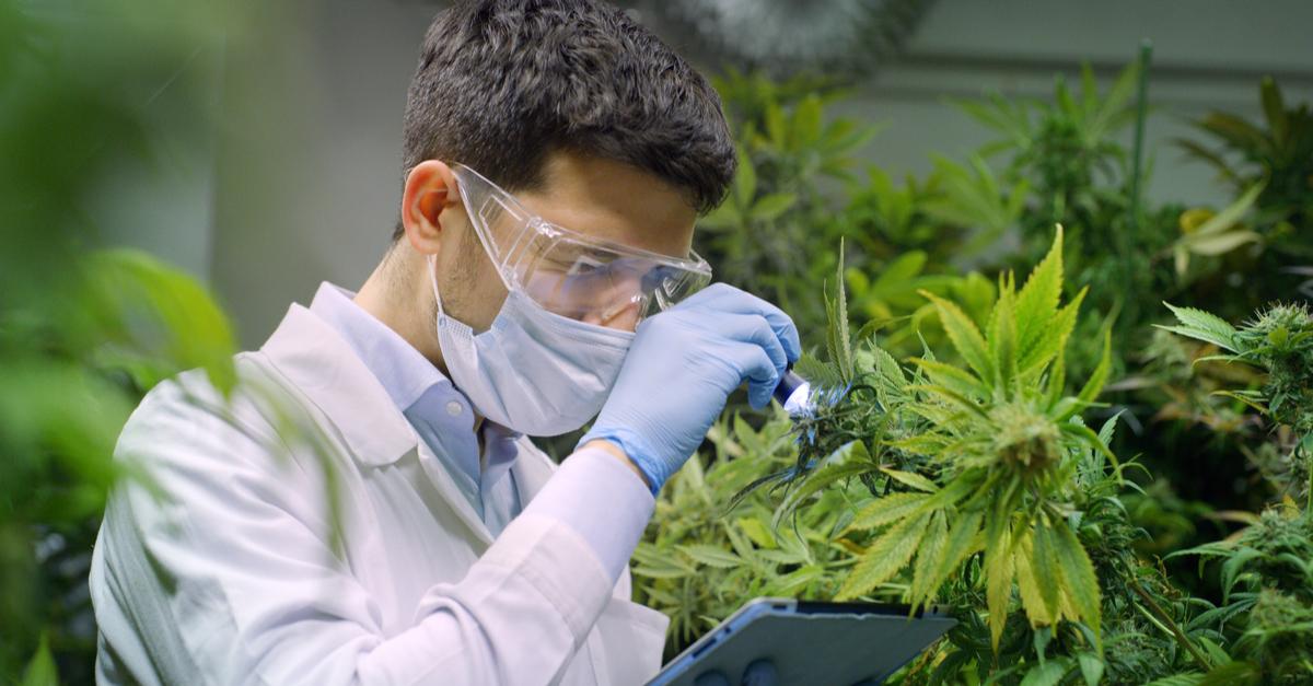 Почему каннабис перестал быть наркотиком?