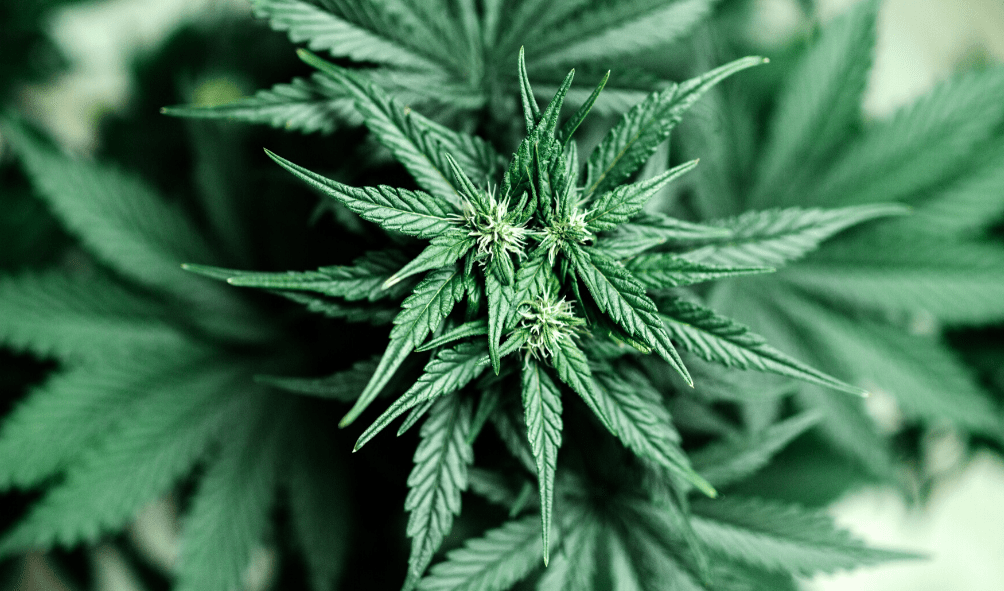 В Израиле начинается процесс легализации каннабиса