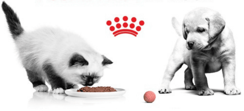 Как подобрать корм для первого года жизни щенков и котят?